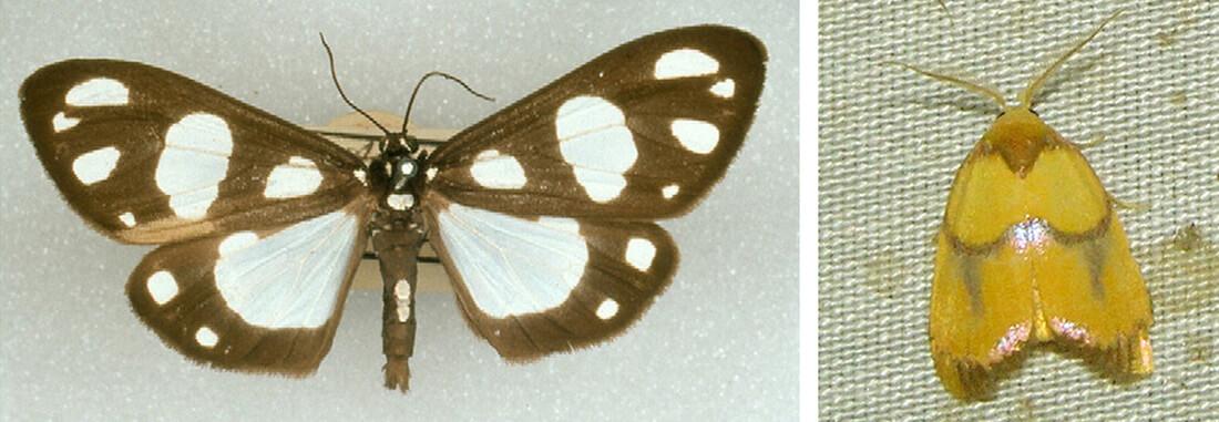 Nachtvlinders Raanya albipunctata en Trischalis zahrae