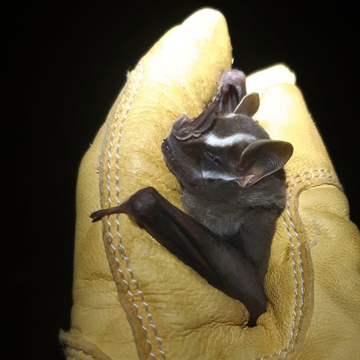 De vleermuis Uroderma bilobatum, ook gevangen in Belize