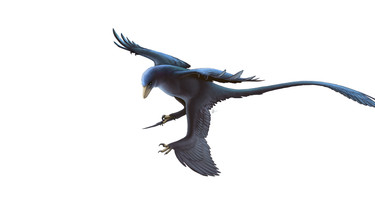 Microraptor gui, een klein, vleesetend vliegend reptiel met vier vleugels.  
